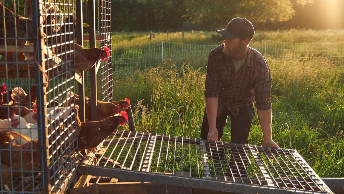 Farmer Ken Muller of Pasture 42 greets the organically raised pastured chickens each morning